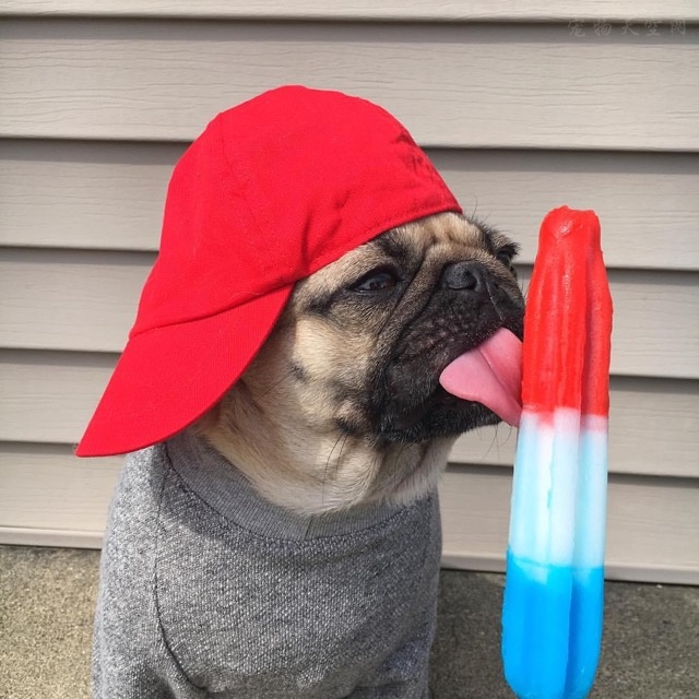 狗狗容易被忽略的病,狗狗到了夏天中暑一直喝水怎么办