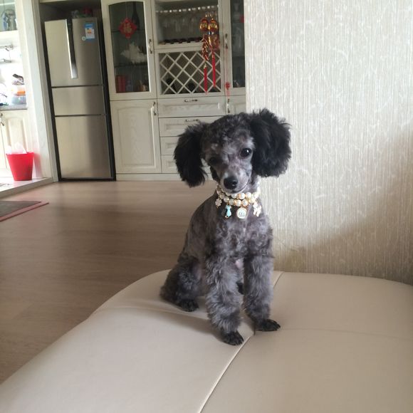 同一窝泰迪有个短腿,长腿和短腿泰迪