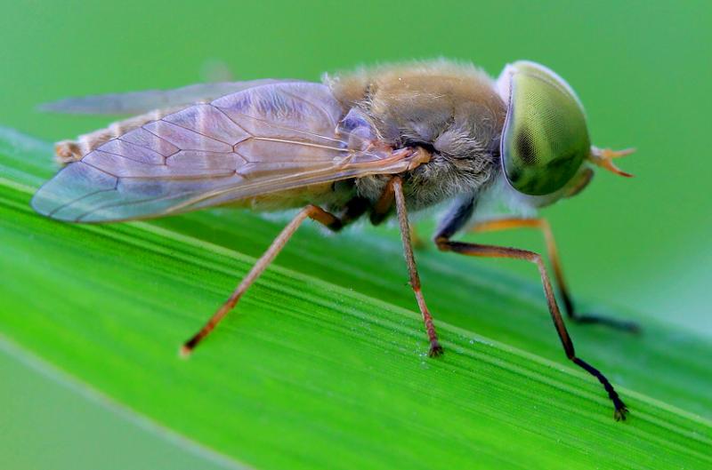 牛虻人畜皆害的吸血虫,牛虻吸血虫