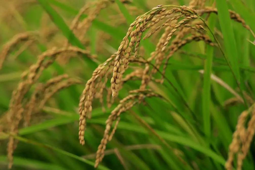植物果实怎么分类,植物果实的分类