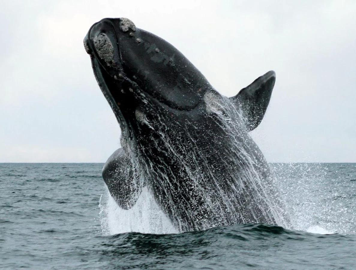 林奈的远见:称45米长280吨重的蓝鲸为小鼠鲸?