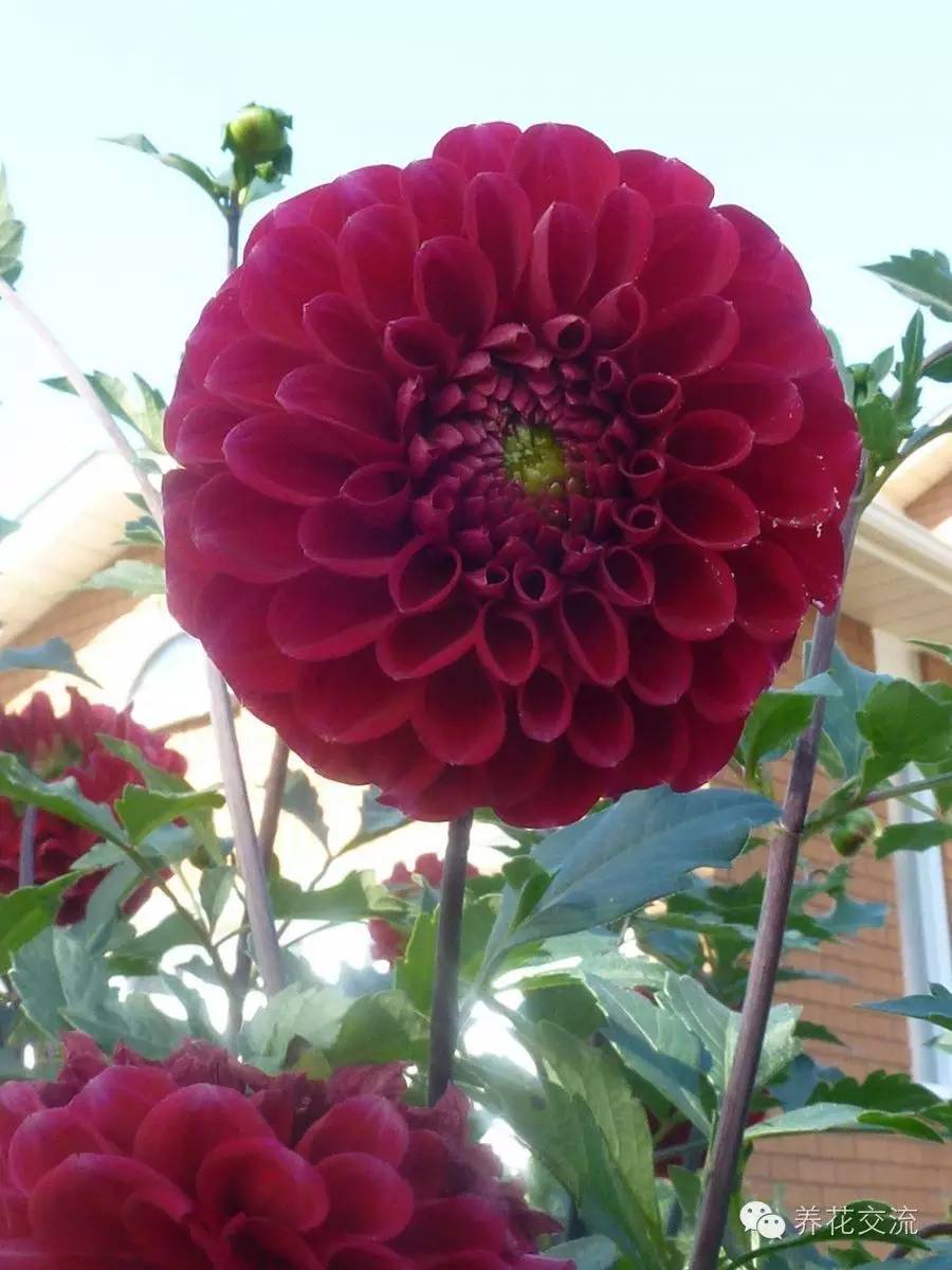 10种秋季开花的植物,8种夏季开花的植物