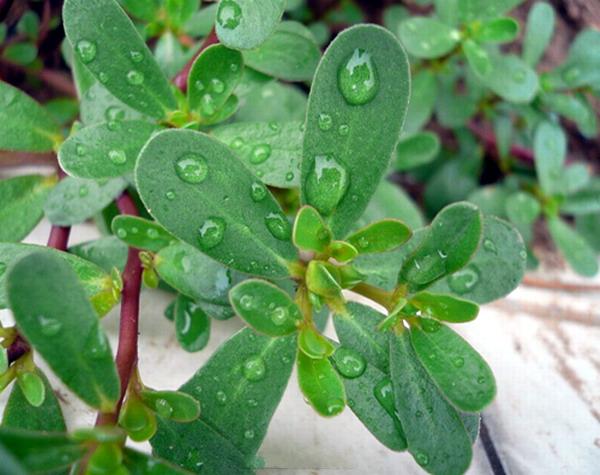 马齿苋凉血功效,马齿苋有清热解毒祛湿的功效