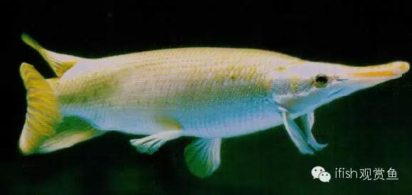 火箭鱼的生活习性,火箭鱼生活习性