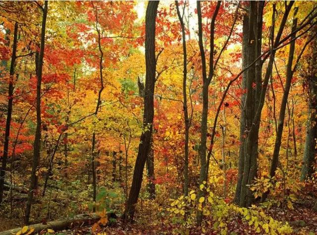 各国的国花及象征的寓意,全国各国的国花以及花语