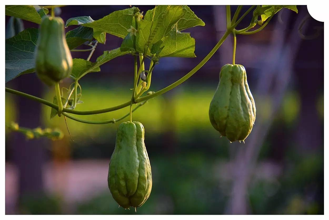 植物果实怎么分类,植物果实的分类