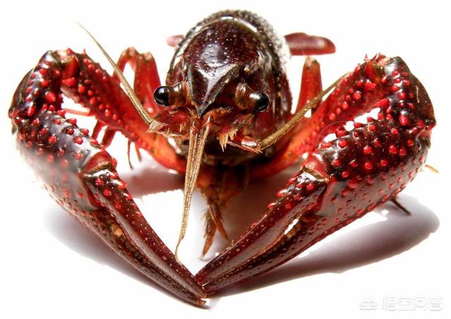 安徽小龙虾养殖产量排名,养殖小龙虾一亩用多少磷肥