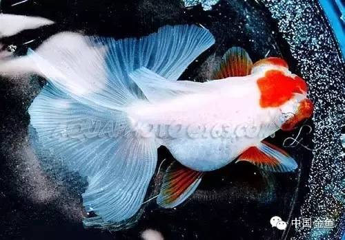 龙眼金鱼和蝶尾金鱼有什么区别,大尾金鱼品种图谱大全