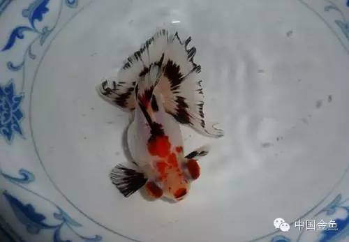 龙眼金鱼和蝶尾金鱼有什么区别,大尾金鱼品种图谱大全