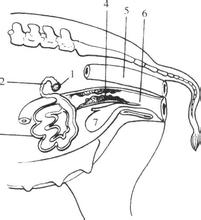 猪早期妊娠诊断的原理,猪生殖系统在孕期的主要变化