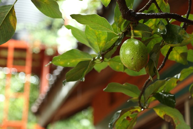 【非洲璀璨明珠】乌干达生活旅游指南