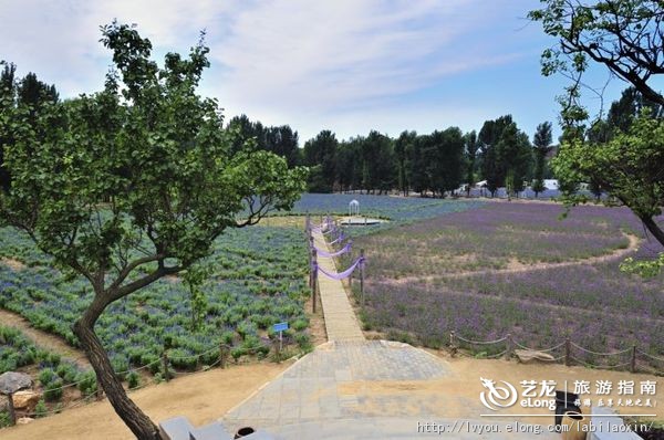 紫海香堤香草艺术庄园特色,紫海香堤香草艺术庄园怎么样