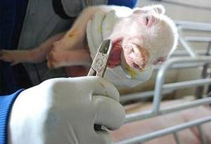 新生仔猪管理技术培训,新生仔猪管理技巧