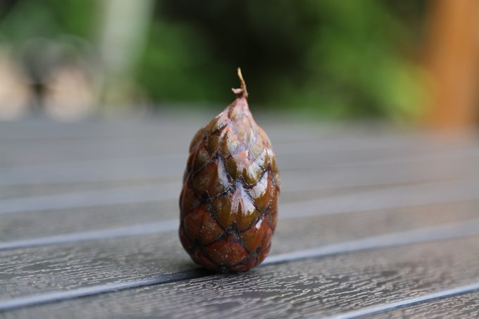 【非洲璀璨明珠】乌干达生活旅游指南