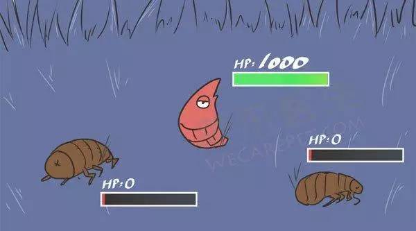 宠物驱跳蚤最有效的方法,自己在家怎么给宠物除蚤