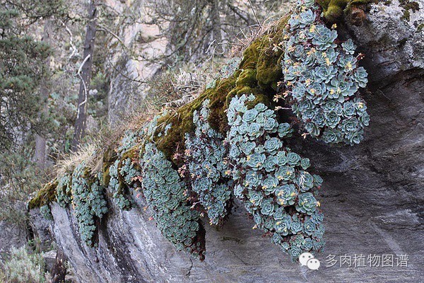 韩国精美多肉,欧美风多肉