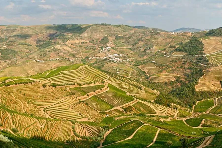 葡萄牙新手入门教程,葡萄牙vivere葡萄酒