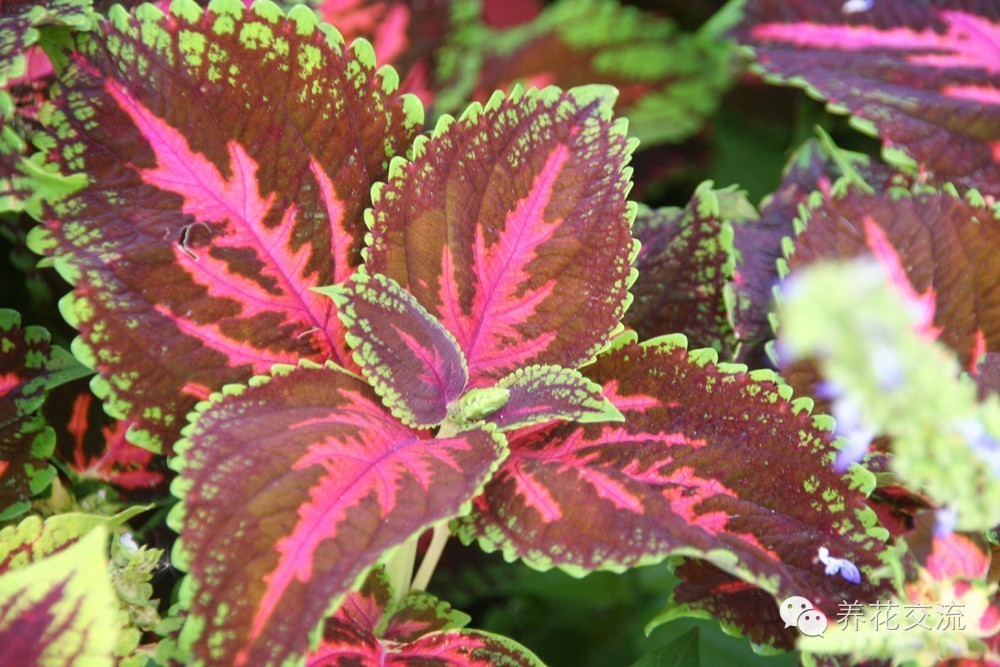 20种一二年生花卉,22种花朵