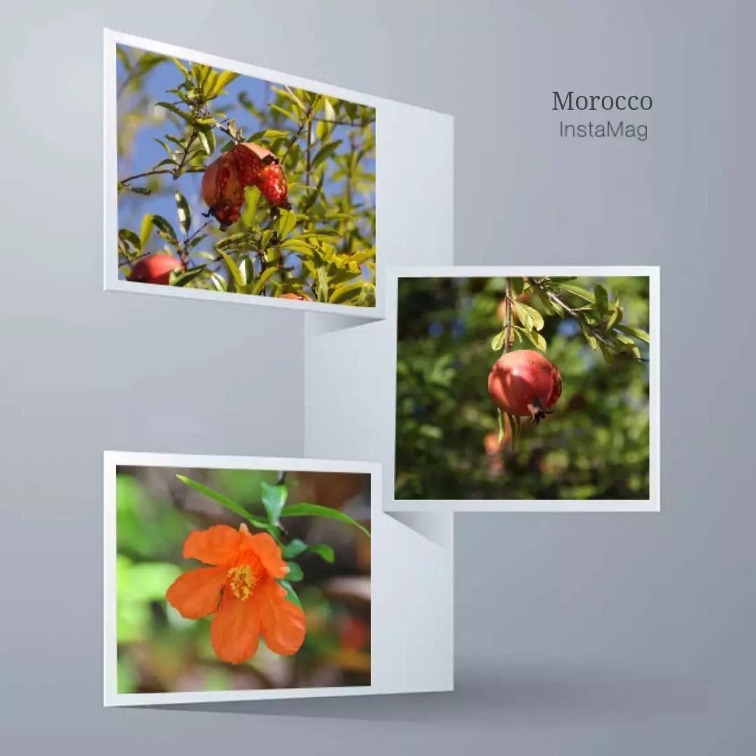 植物果实怎么分类,植物果实的分类