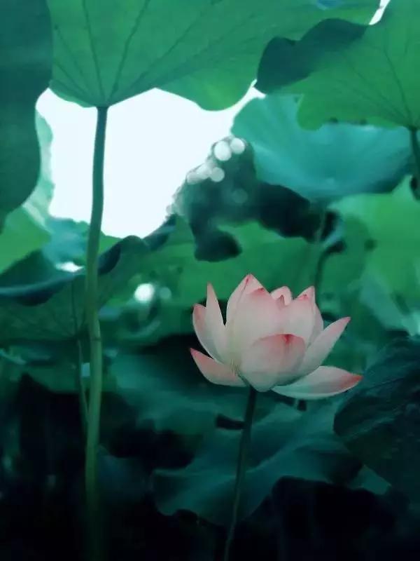 优秀手机摄影作品的五个要素,手机拍的作品