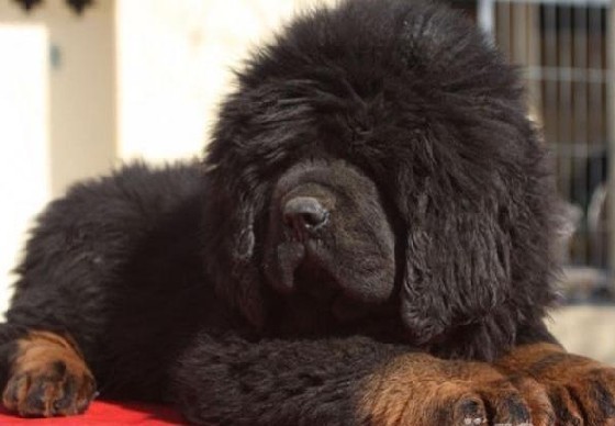 《一万个宠你的方法》爱宠知多少?第十三期:藏獒