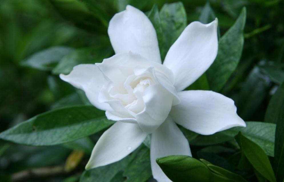 七夕节送栀子花,七夕有栀子花吗