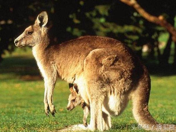 盘点澳洲最神奇的九个东西，排在第一的竟然不是ta？