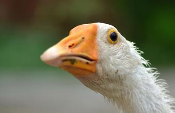 现在都还不知道?身边生物的寿命(饲养编)
