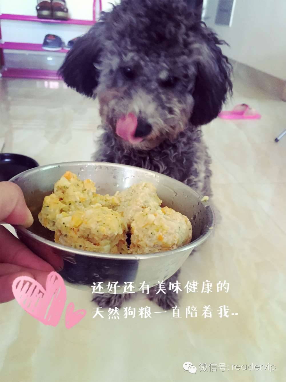 教做狗粮,最安全最健康的狗粮制作方法