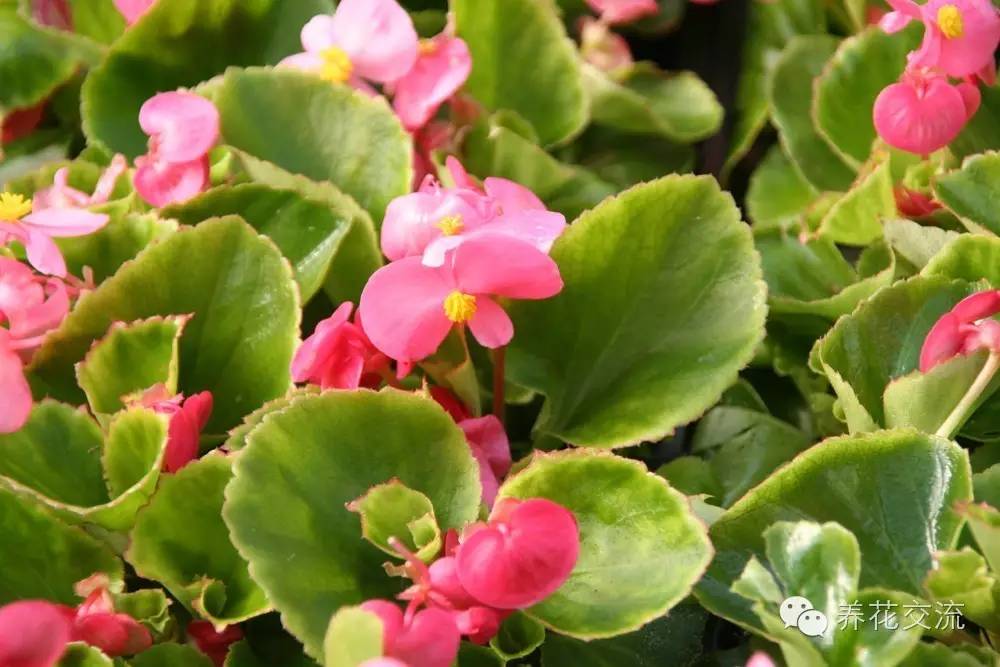 20种一二年生花卉,22种花朵