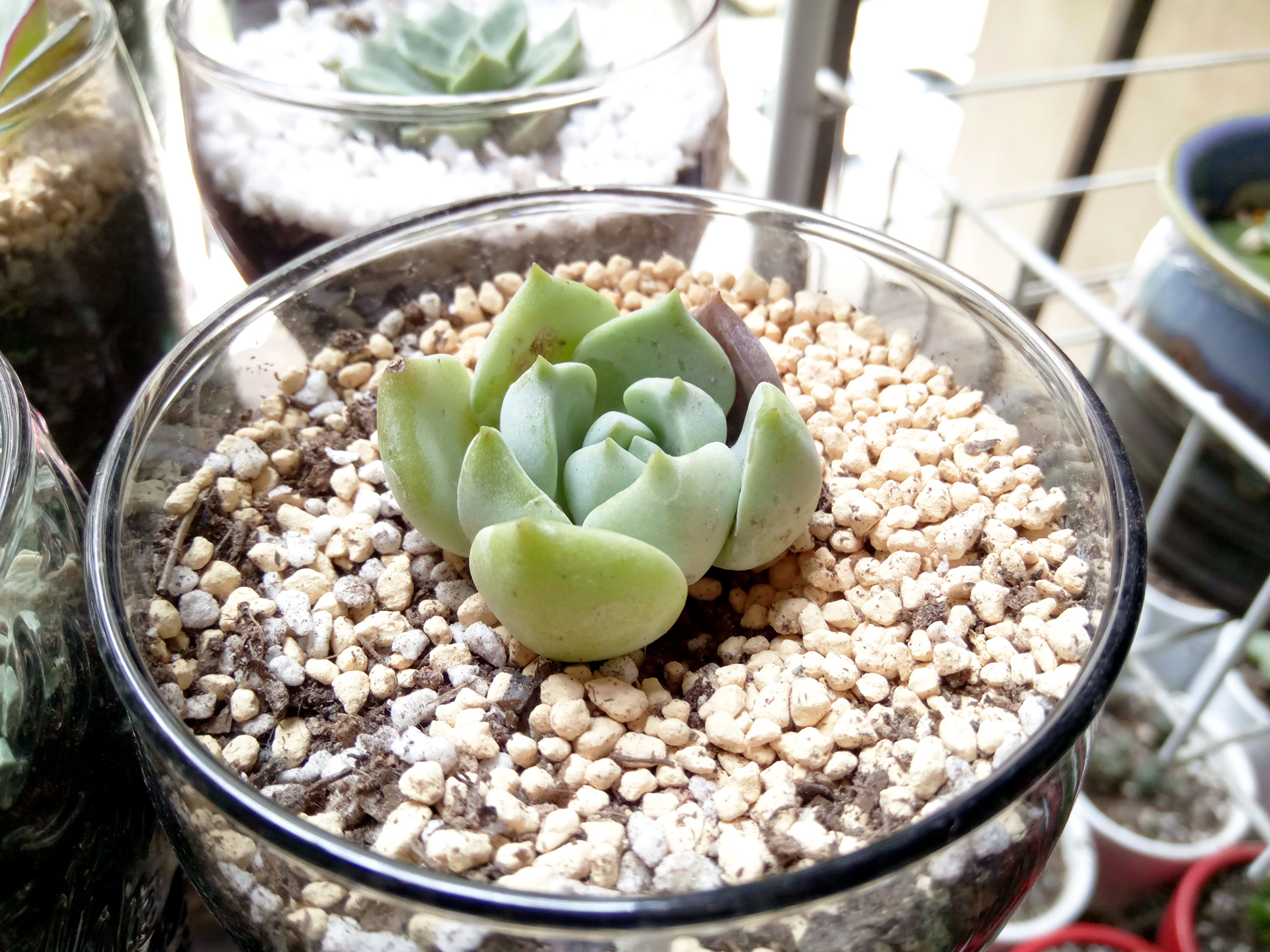 乐视手机值得买吗,乐视手机2现在值不值得购买