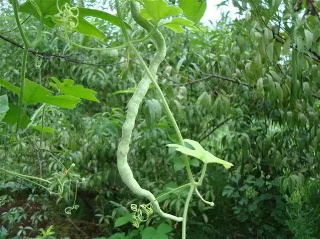 据说，渭南好多人都吃过这条青蛇！