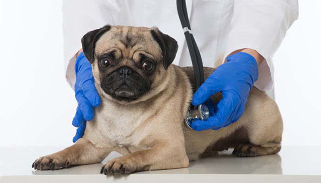 狗狗拉肚子吃什么药见效,家里狗狗拉的屎太臭了怎么办