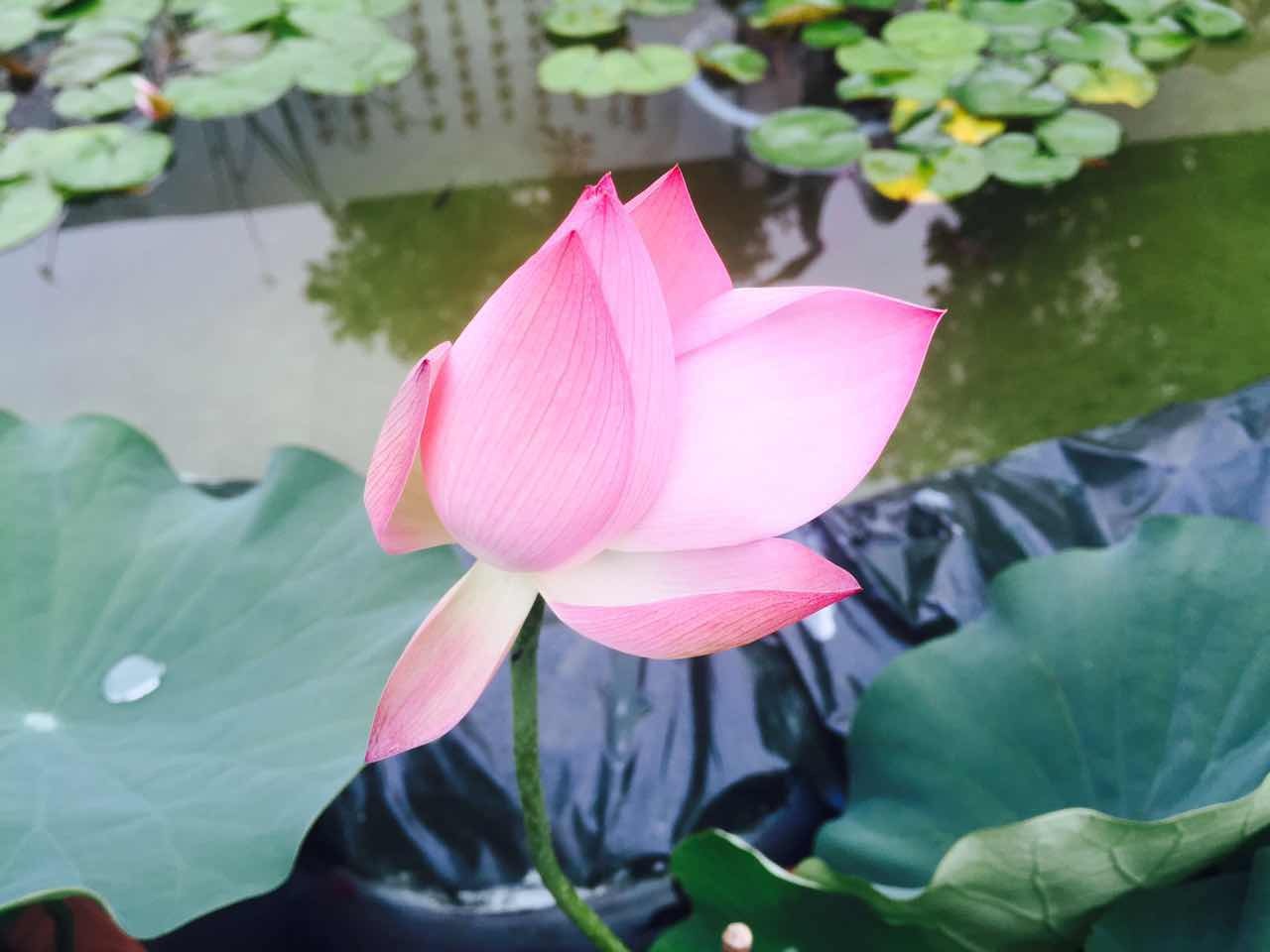 爱吃莲藕的莲菜,莲菜和藕