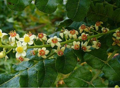 皮肤暗黄长痘长斑怎么调理,皮肤黄暗沉长痘如何零成本改善