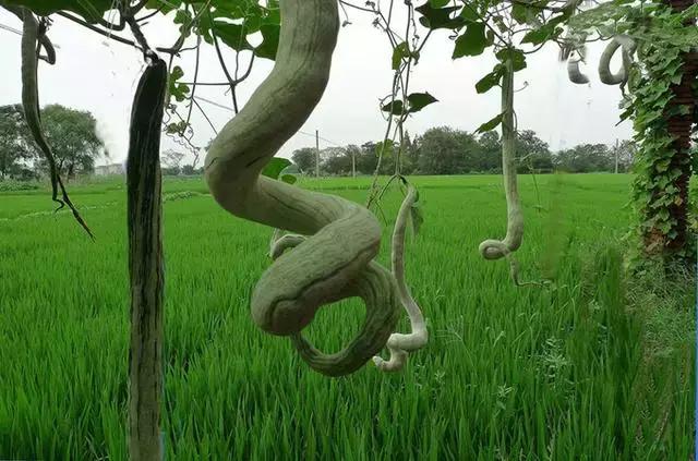 据说，渭南好多人都吃过这条青蛇！