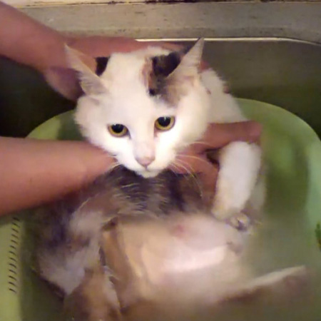 麻宝宝的抖音视频,麻宝宝