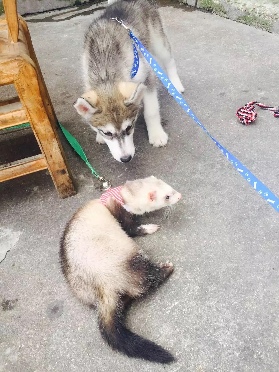 萌萌的安格鲁貂，连小哈士奇都这么喜欢它