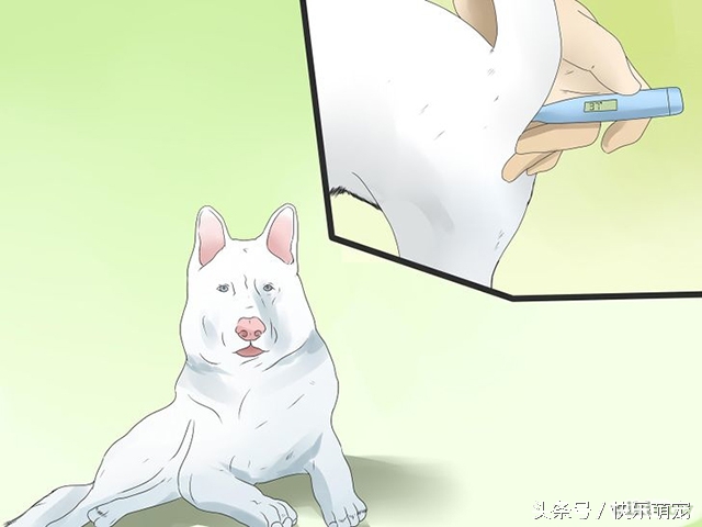 奶狗腹泻,小奶狗腹泻