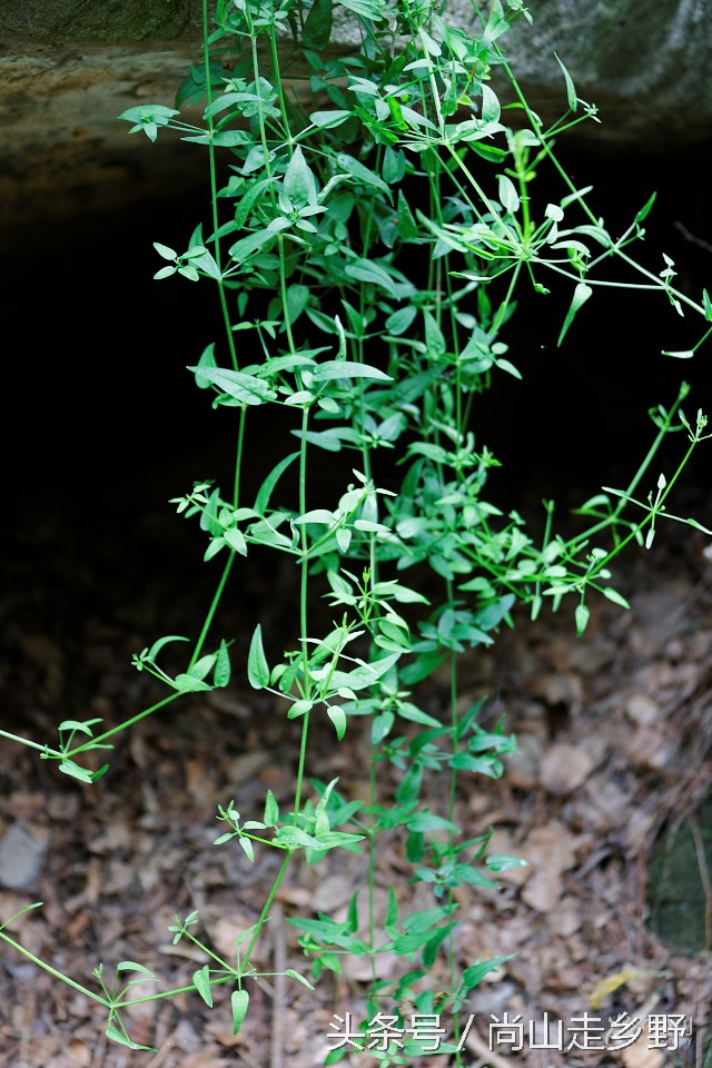 农村人用的红色染料是什么,人类最原始的染料