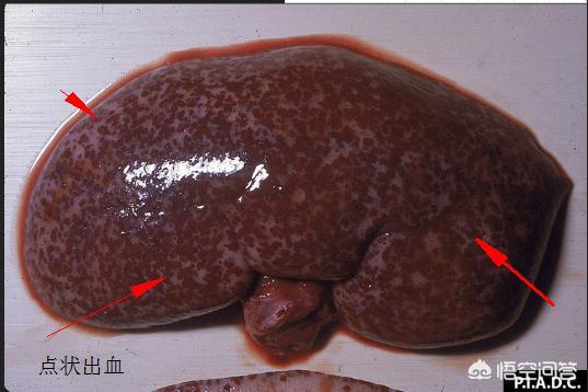非洲猪瘟的具体临床症状和病理病变「多图」