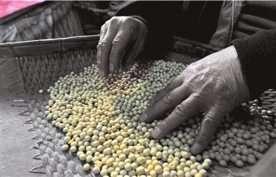 能不能晒好酱豆，曾是乡间评价巧妇的重要标准｜豫记