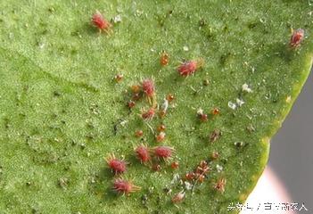 茉莉花怎样预防红蜘蛛,花卉生红蜘蛛怎么解决