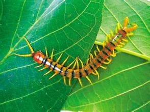 五毒之一的蜈蚣有什么毒,中医蜈蚣以毒攻毒