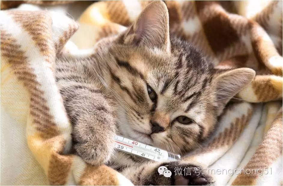 猫咪感冒打喷嚏流鼻水怎么办,猫咪打喷嚏吭哧呼哧怎么回事