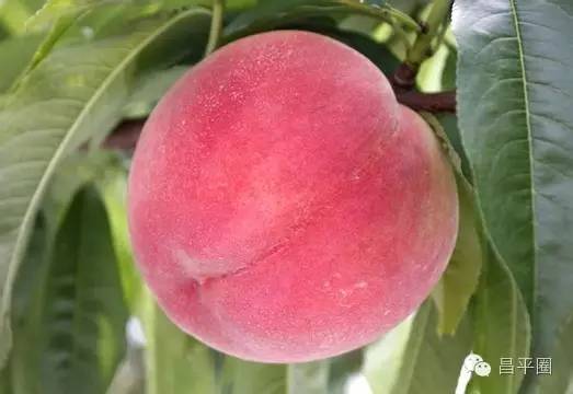 永定区冬桃新鲜采摘等你来,果园现摘冬桃脆甜