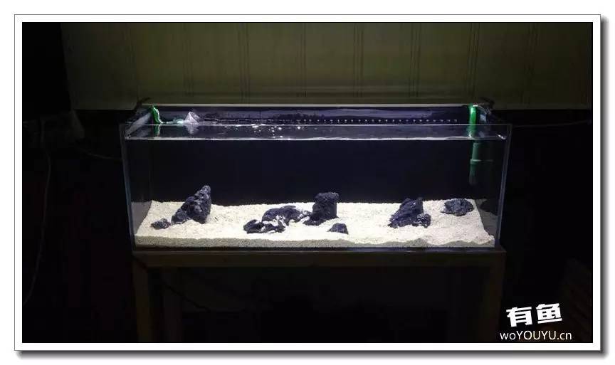 养了一个月的鱼突然大批死亡,斗鱼孵化后小鱼换水团灭