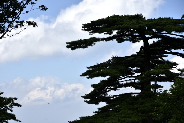黄山四绝奇松迎客松,黄山五绝和黄山五胜