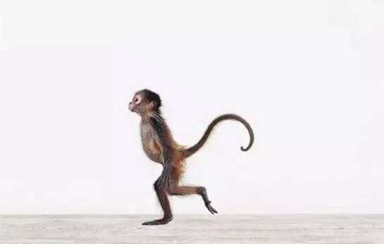 我忍不住琢磨，猴子是否也有灵魂——猴豫记·中「故事」