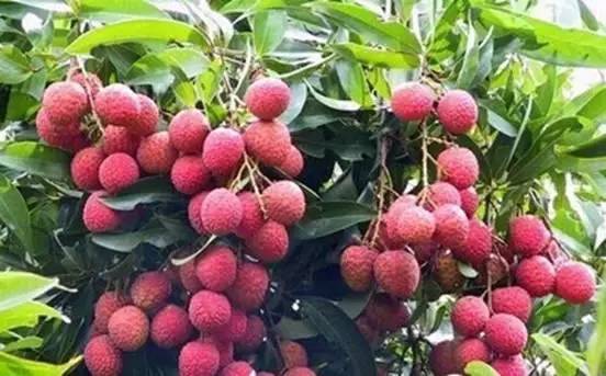 南宁周边农家乐哪里便宜又有果摘,南宁可以摘果的农家乐